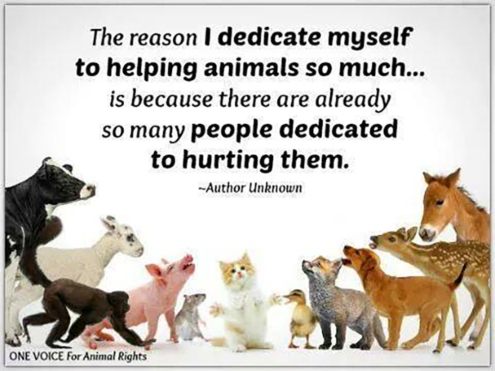 Animal Matters Facebook ad