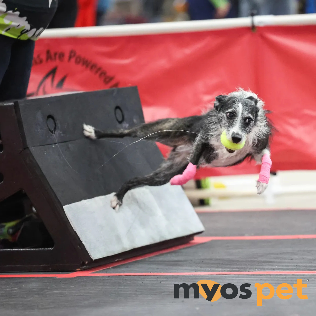 Myos Pet Products Facebook ad