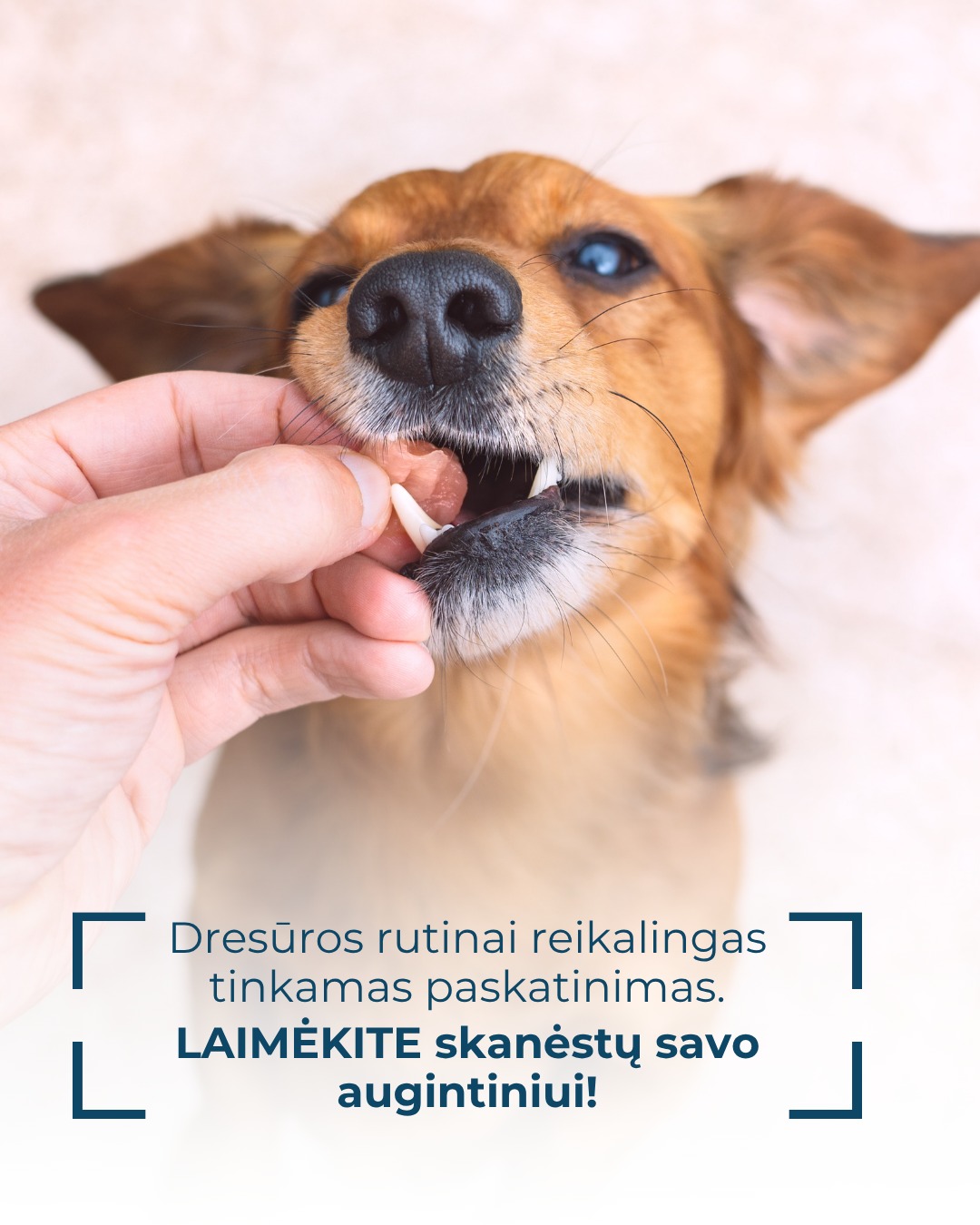 Forza10 Lietuva Facebook ad: Rugsėjis daug kam asocijuojasi su grįžimu į mokslus…