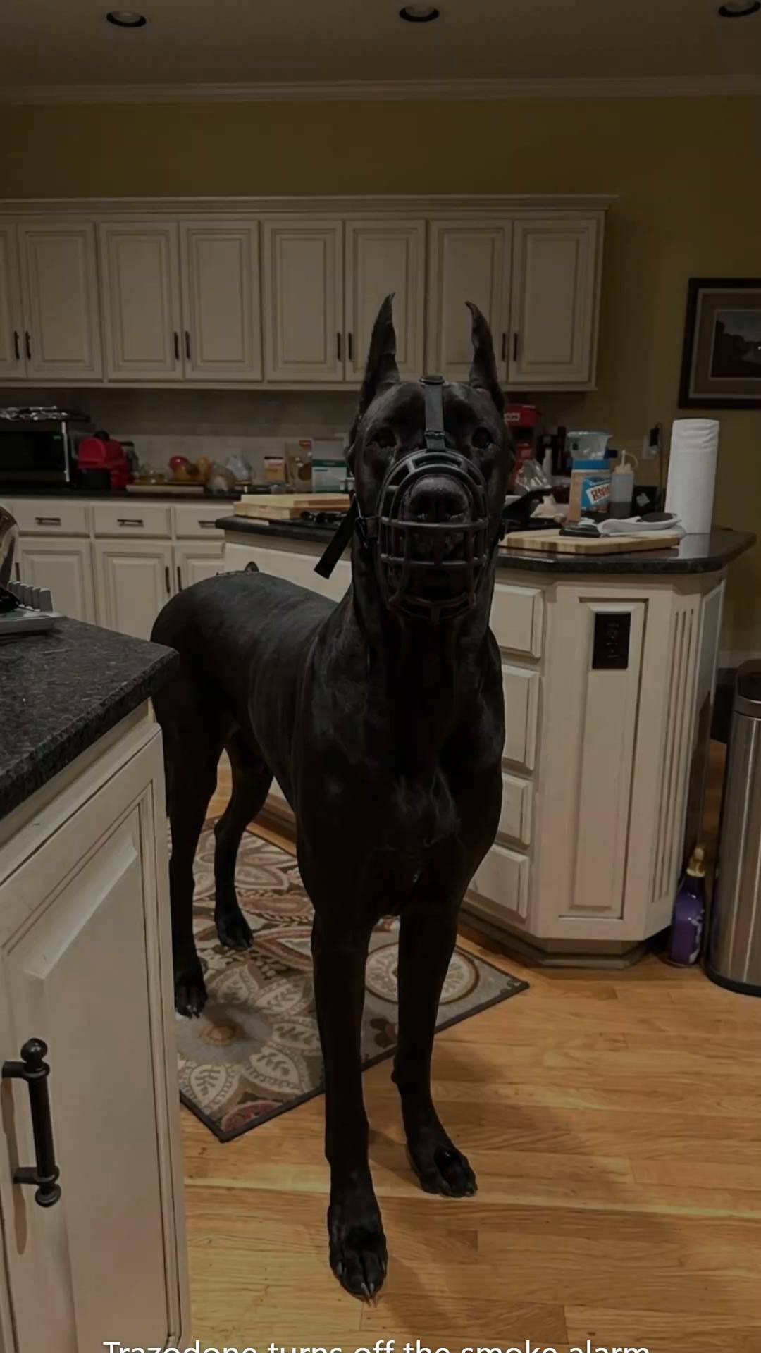 Lakeview Animal Hospital Facebook ad: Trazodone turns off the smoke alarm. Prozac stretches the…
