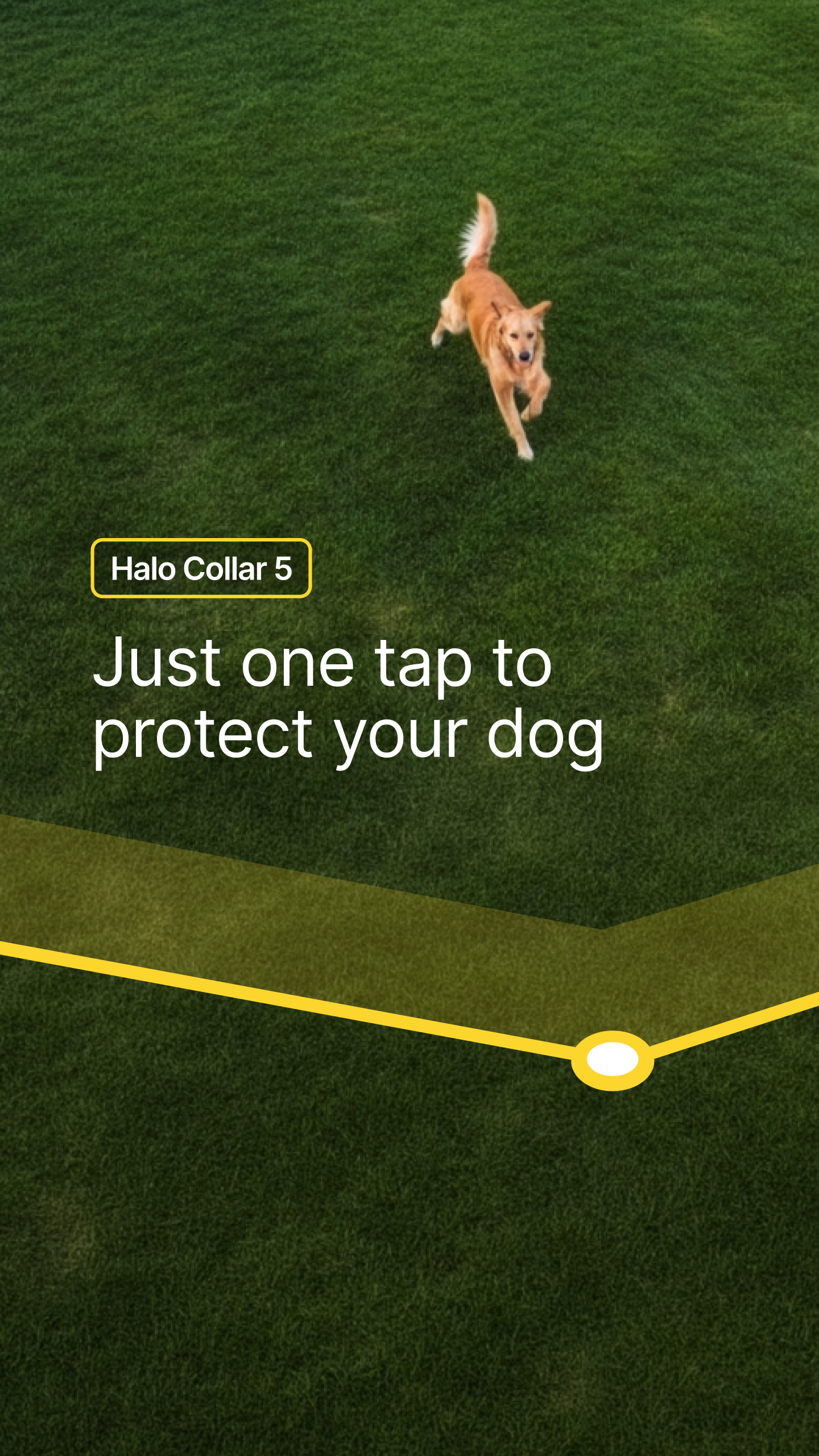 Halo Collar Facebook ad