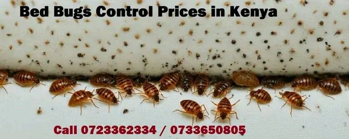 Al Nahda Pest control service Facebook ad: https://wa.me/message/YIAMXSSW2NXNL1