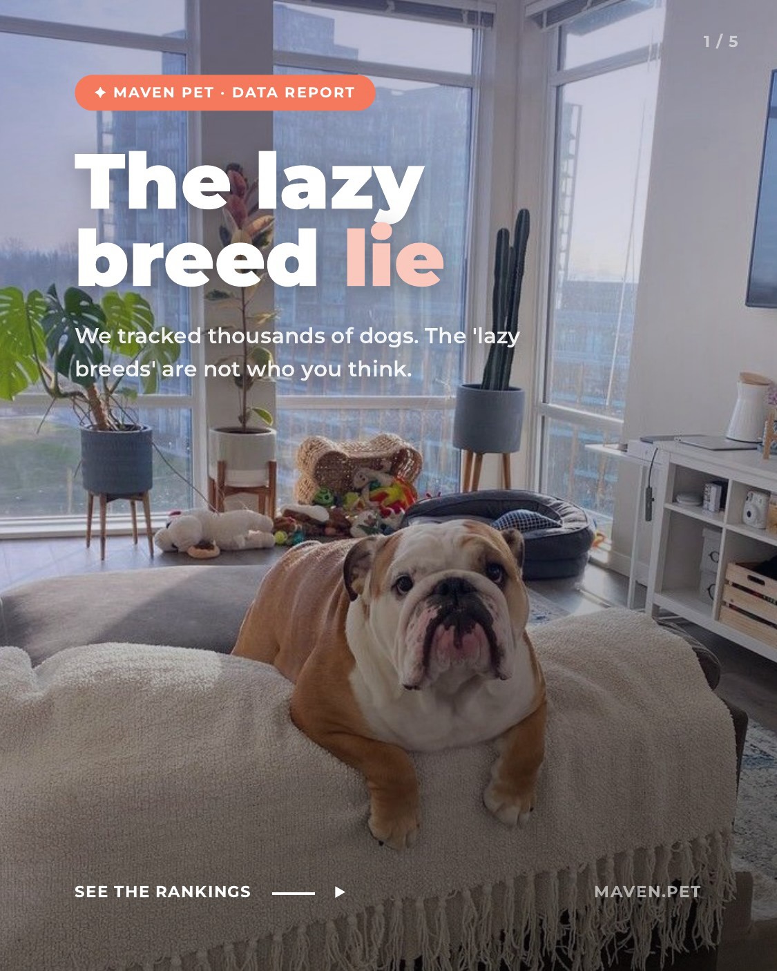 Maven Pet Facebook ad