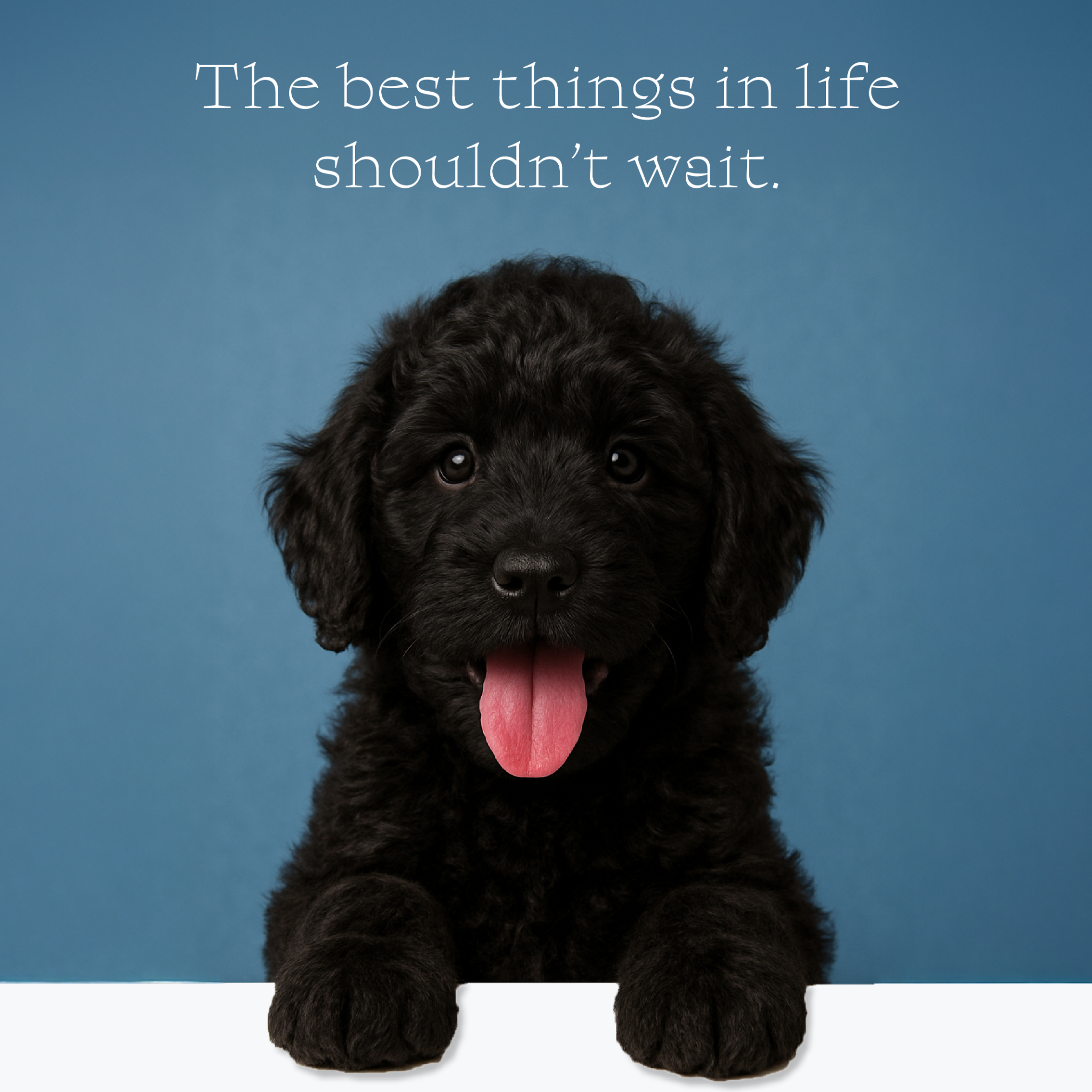 Smeraglia's Teddy Bear Goldendoodles & Schnoodles Facebook ad