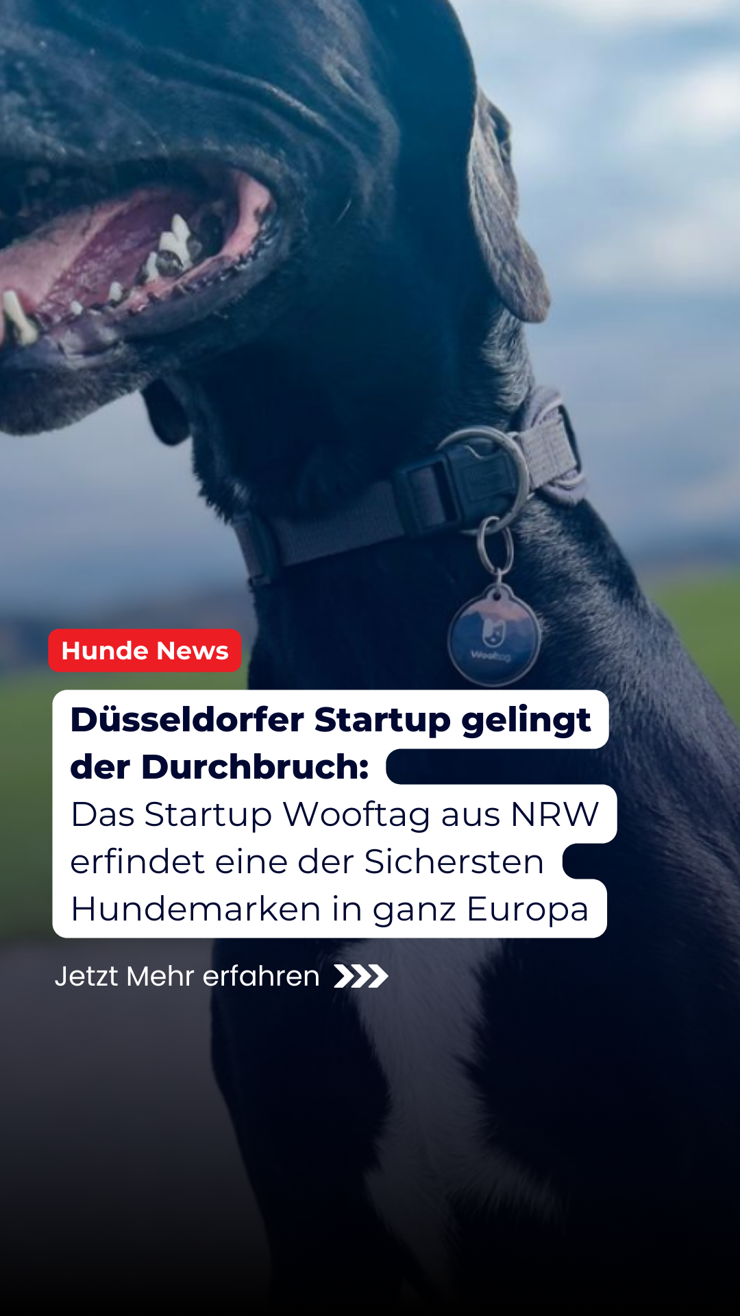 Wooftag. Facebook ad