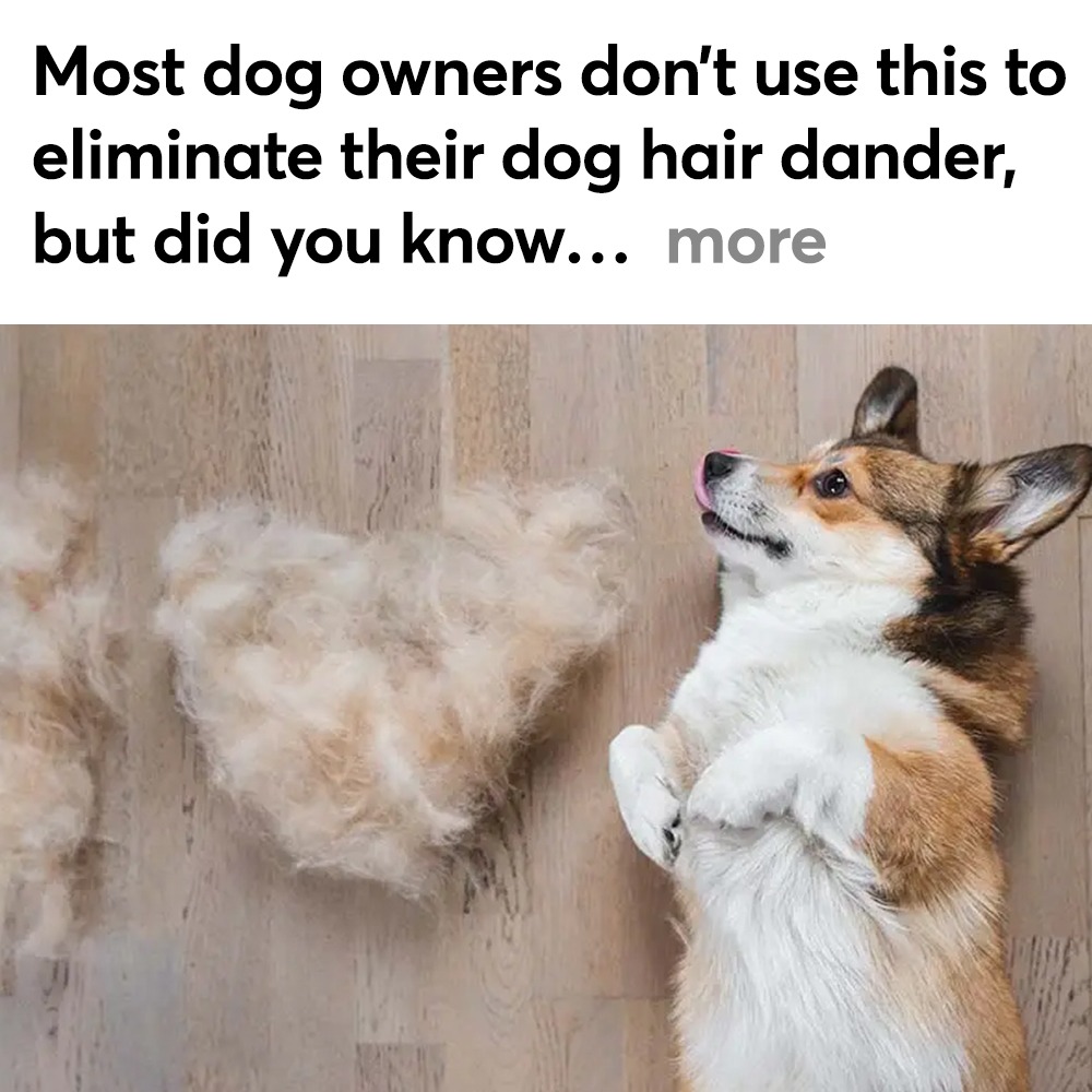 Dog Owners vs. Allergies Facebook ad
