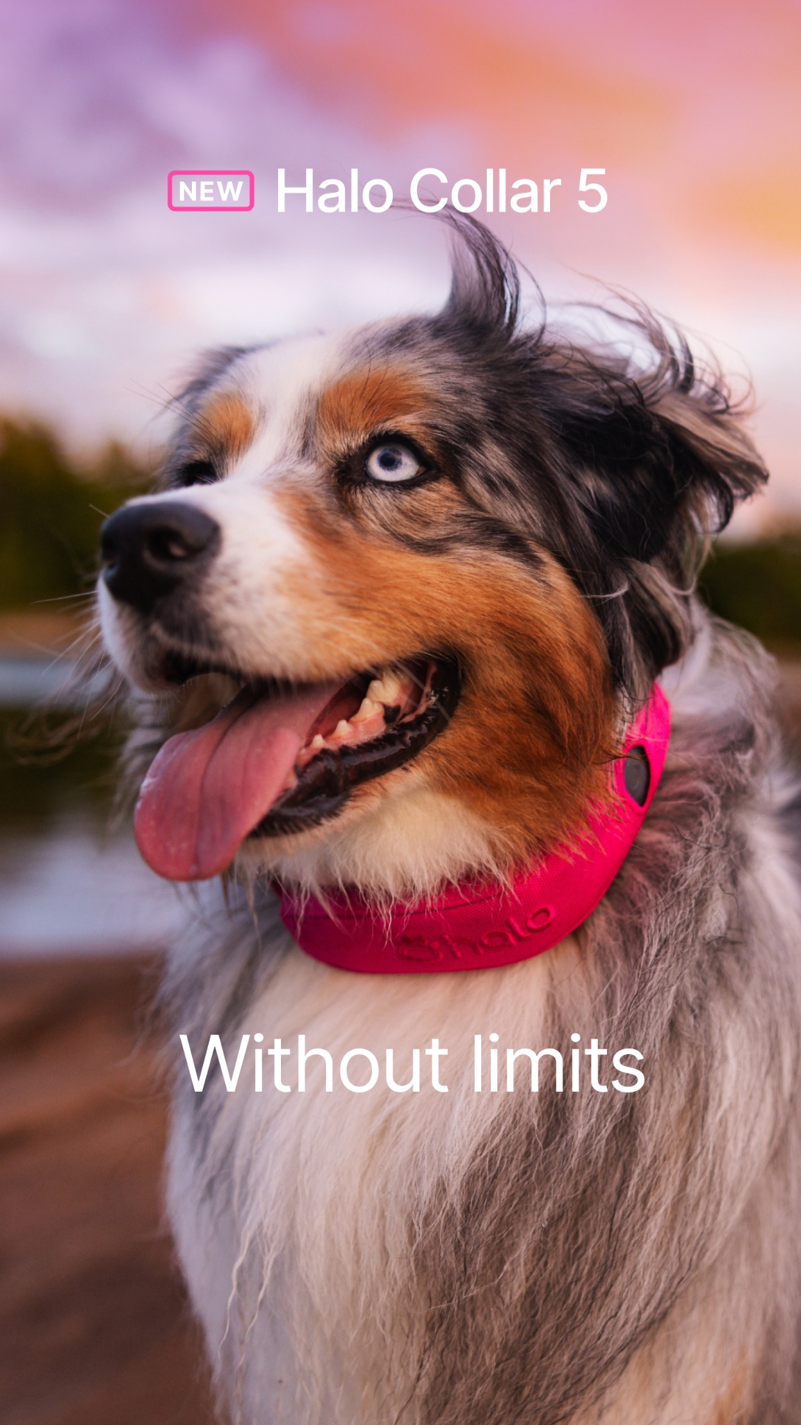 Halo Collar Facebook ad