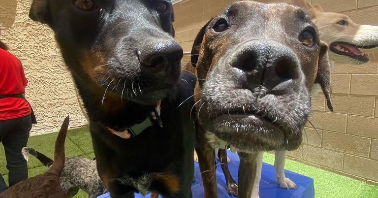 Camp Bow Wow Dobson Ranch Facebook ad: Camp Bow Wow Dobson Ranch is the premier…
