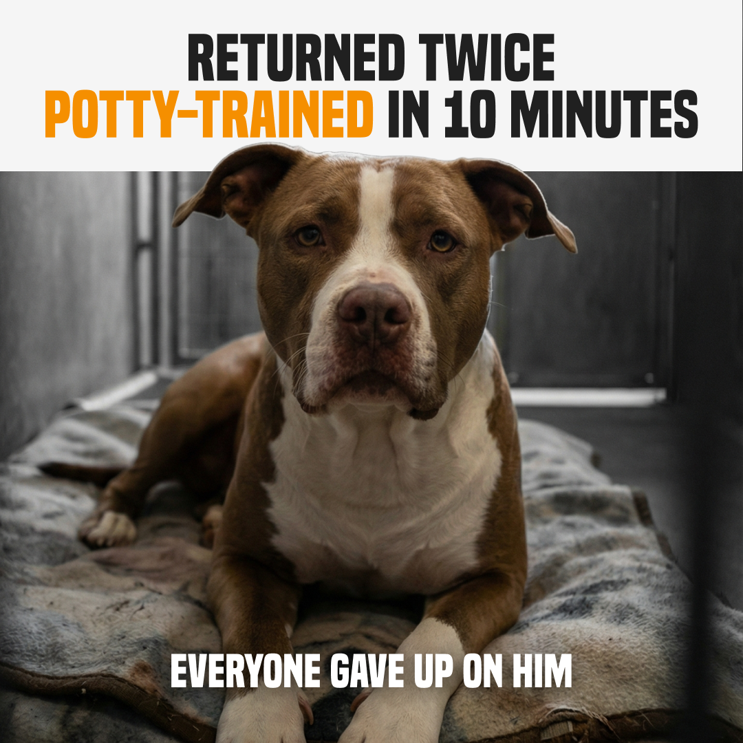 PuppyPad Facebook ad
