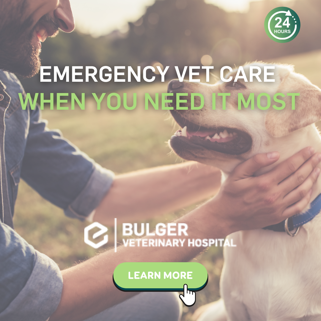 Bulger Veterinary Hospital Facebook ad: When every second counts, Bulger Veterinary Hospital is…