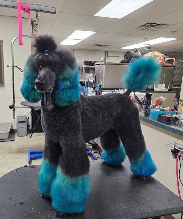 The Mosaic Dog Facebook ad: We are professional pet groomers with 18+ years…