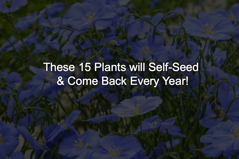 Garden Lovers Club Facebook ad