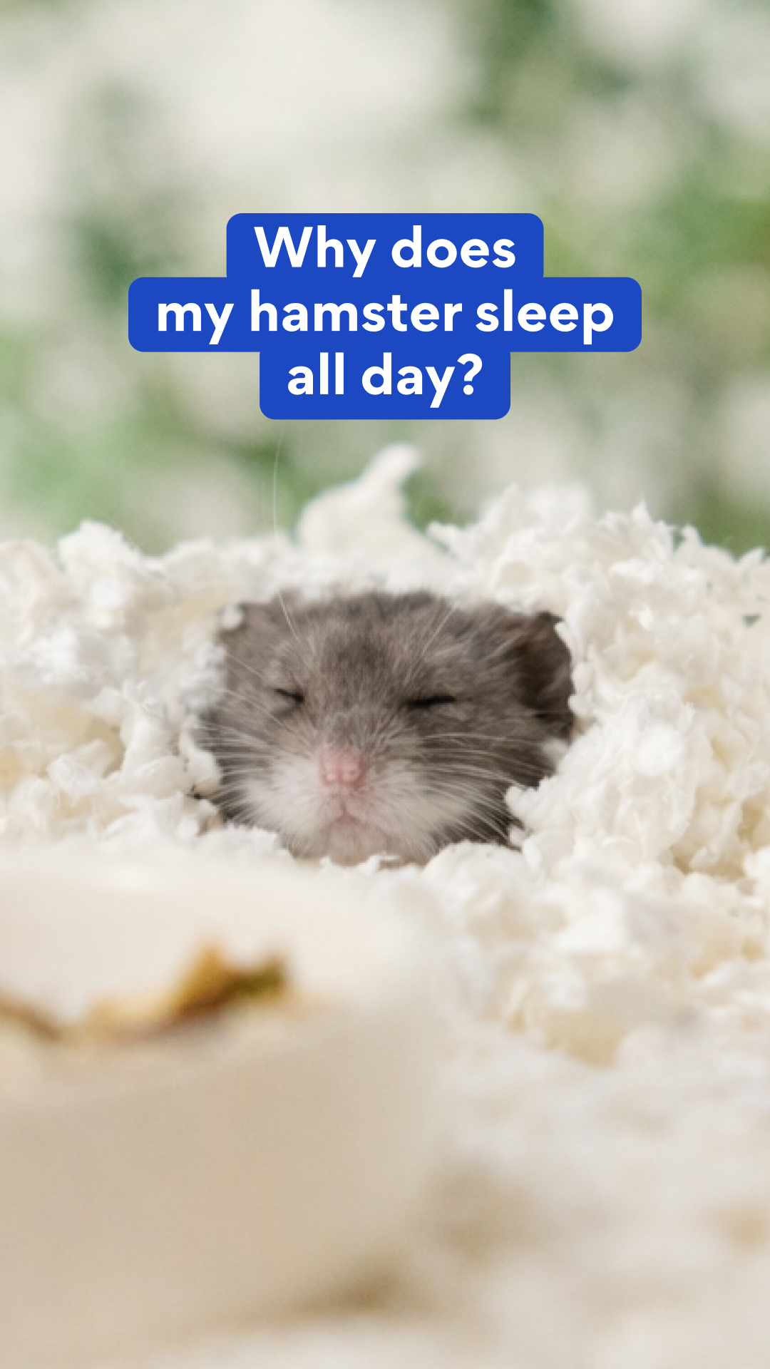 Chewy Facebook ad