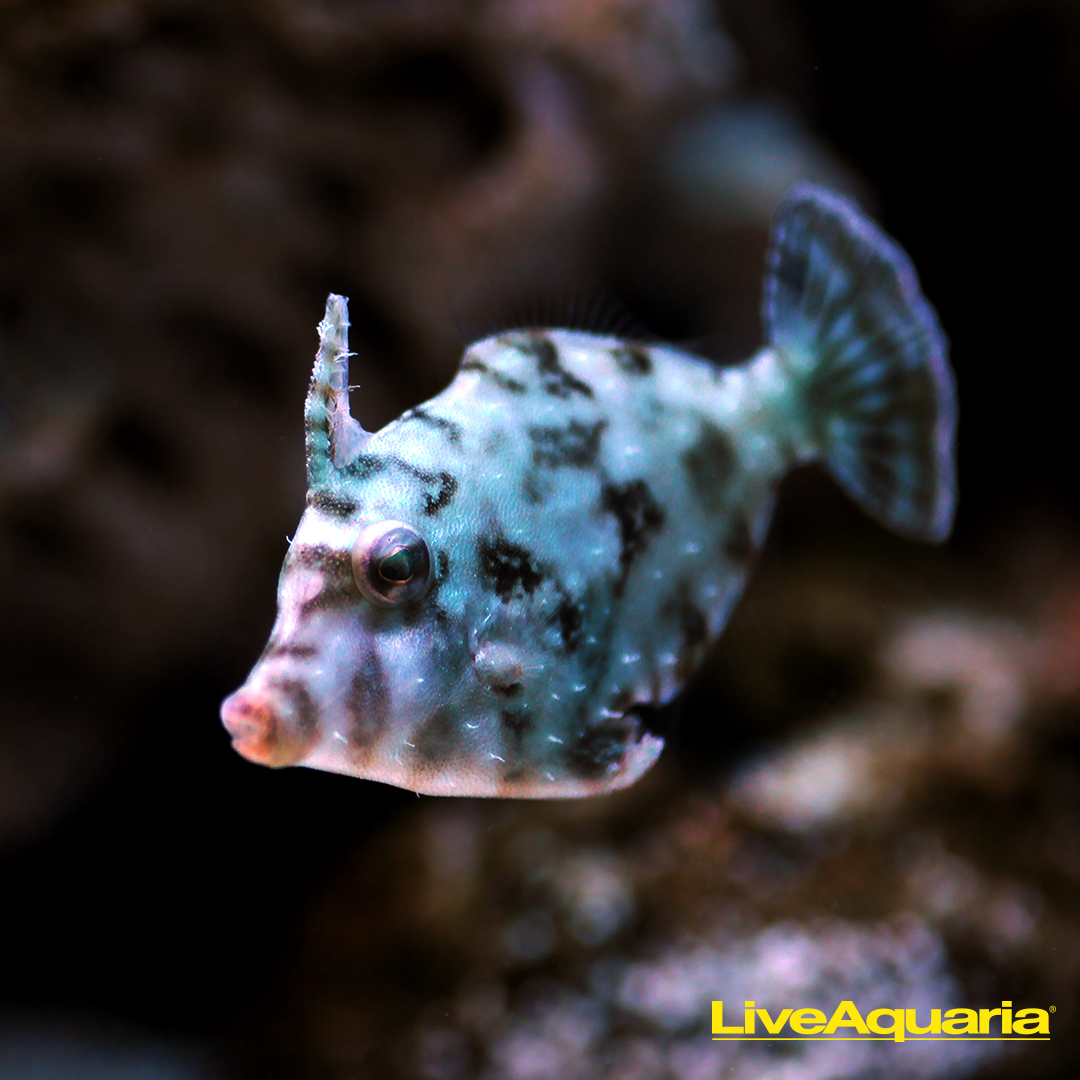 LiveAquaria.com Facebook ad