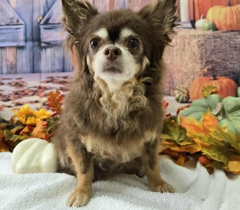 Pretty Paws Pet Spa Facebook ad