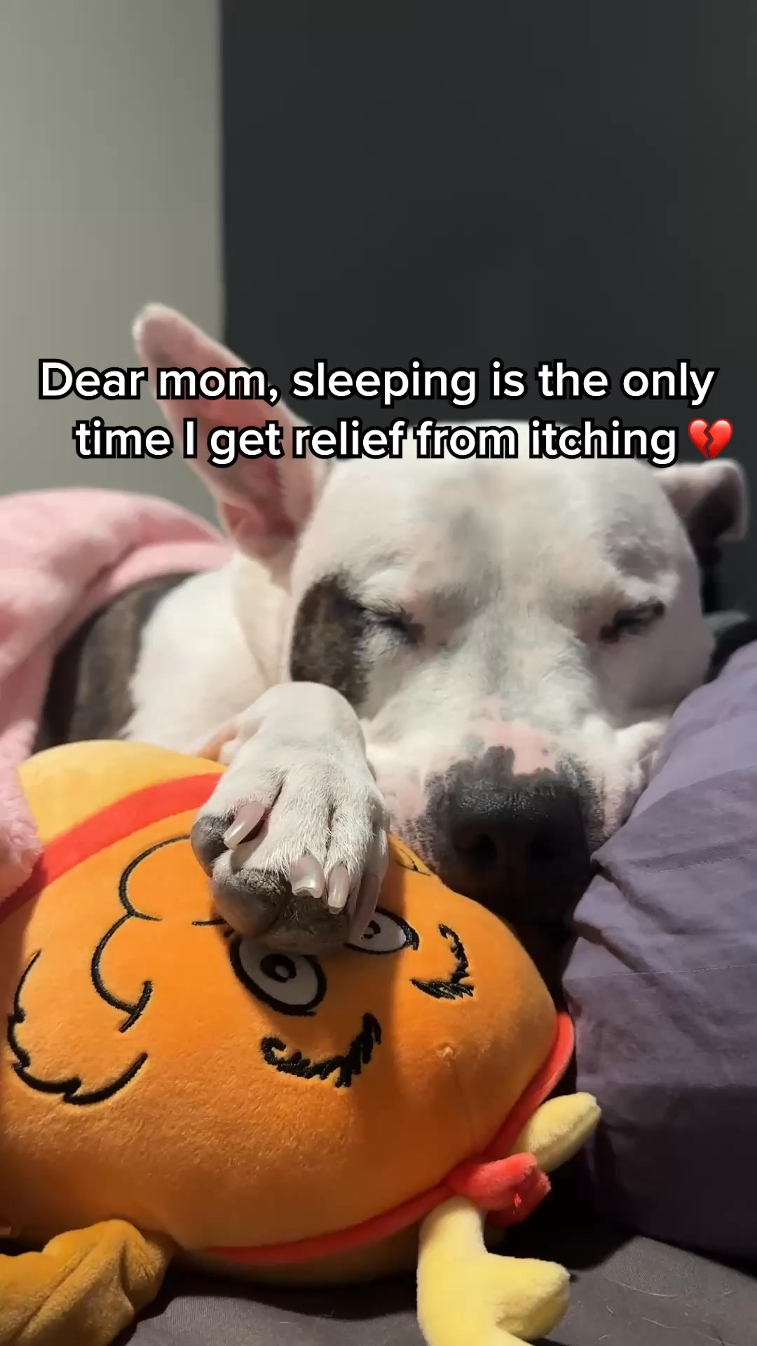 Dog is Human Facebook ad: Real results in just 1 tasty chew