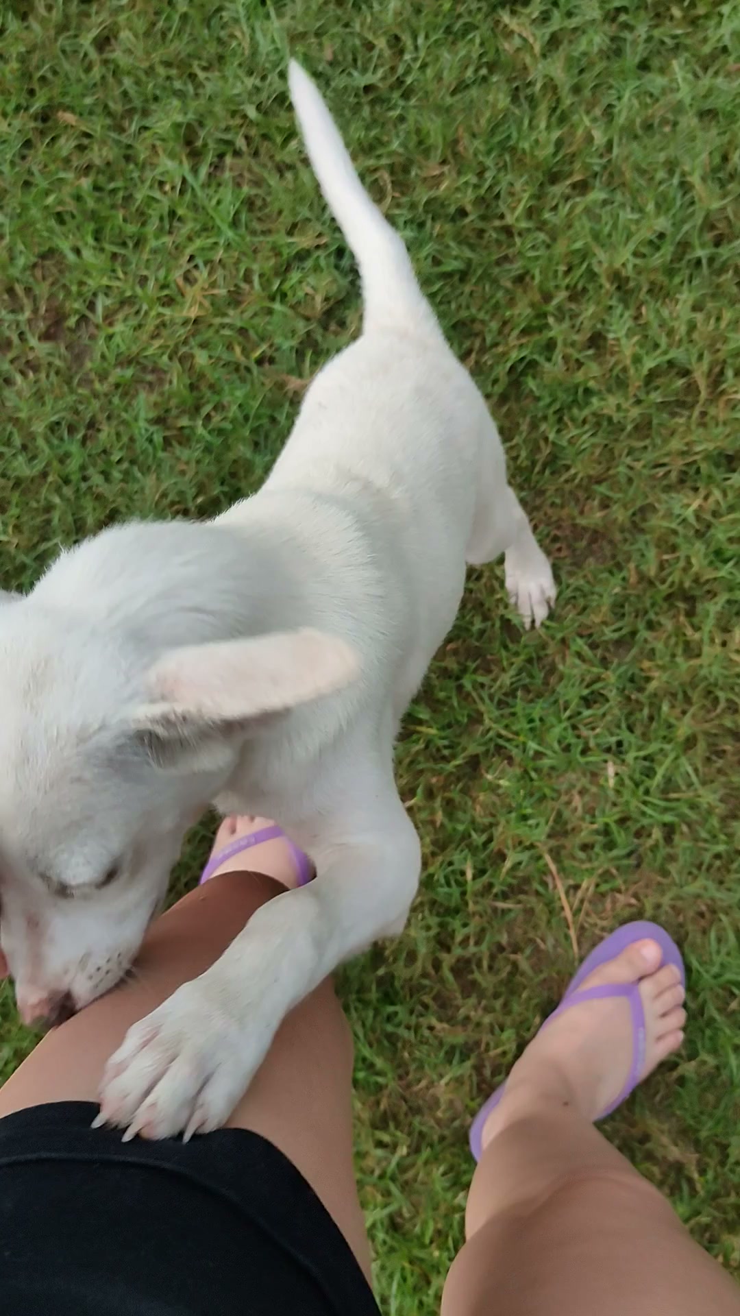Matthew Smith Facebook ad: Too Cute To Scroll Past
