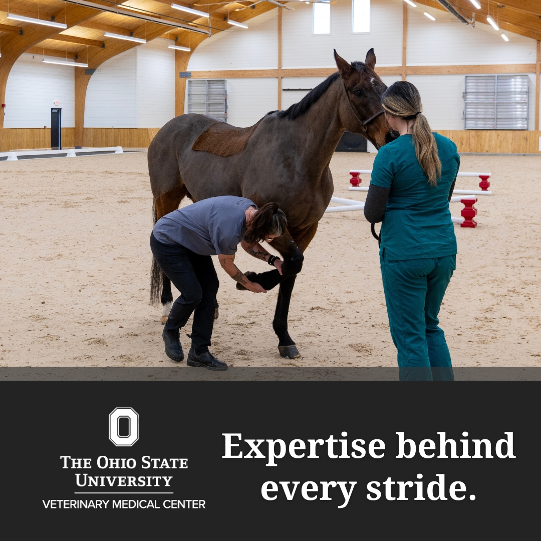 The Ohio State University Veterinary Medical Center Facebook ad: Expertise behind every stride.