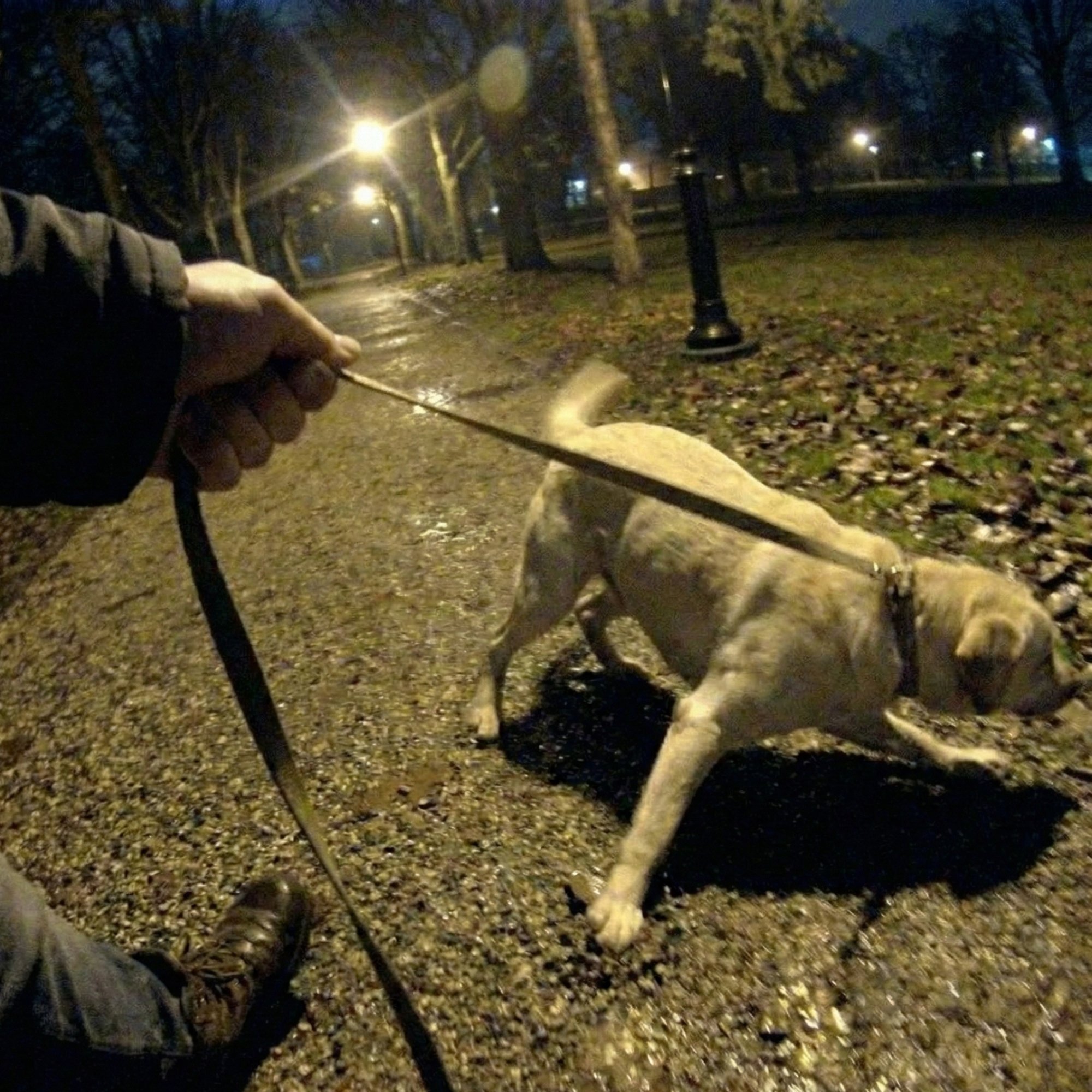 Julien - Éducateur Canin Facebook ad: Comment empêcher son chien de tirer sur sa laisse sans…