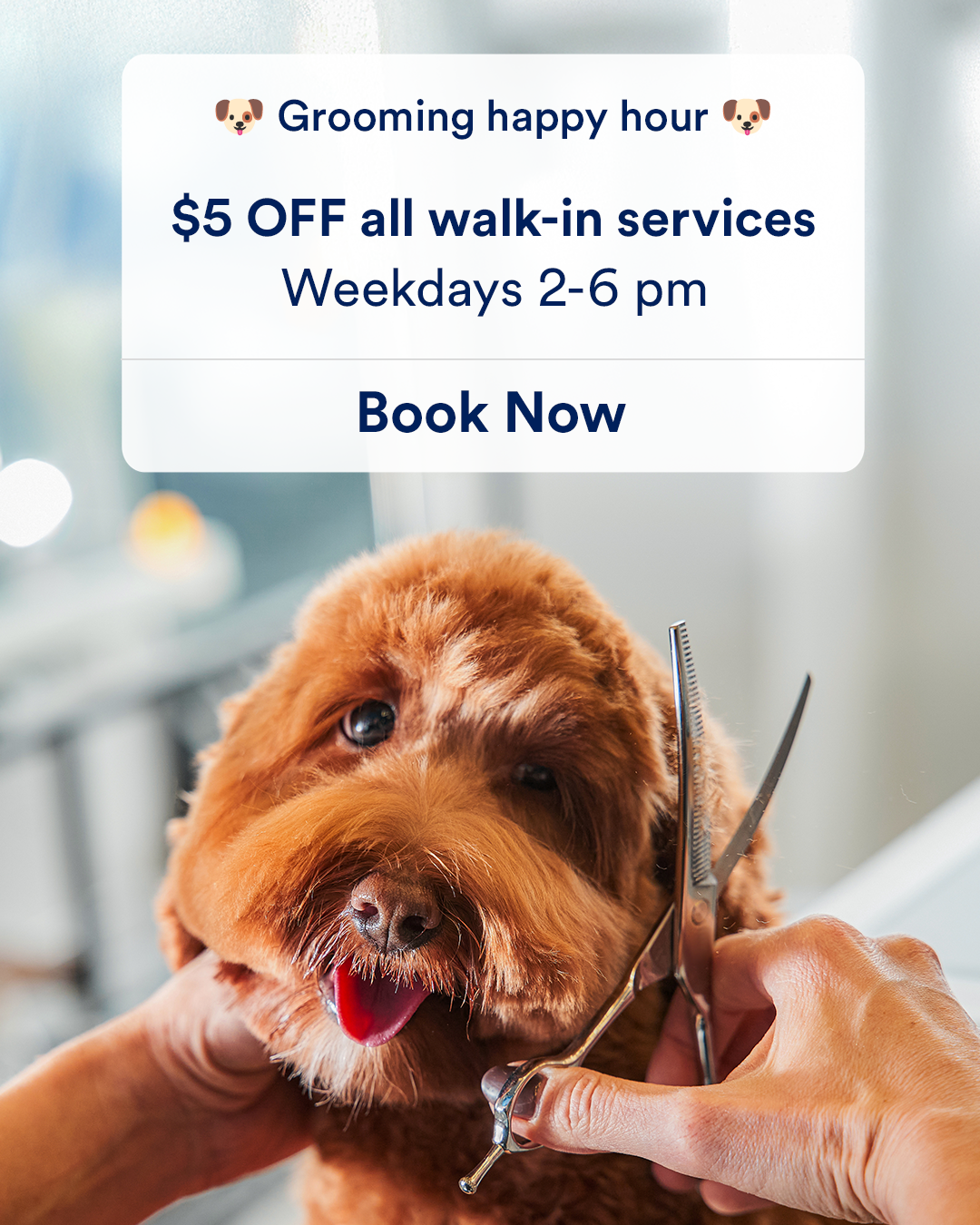 Petco Facebook ad