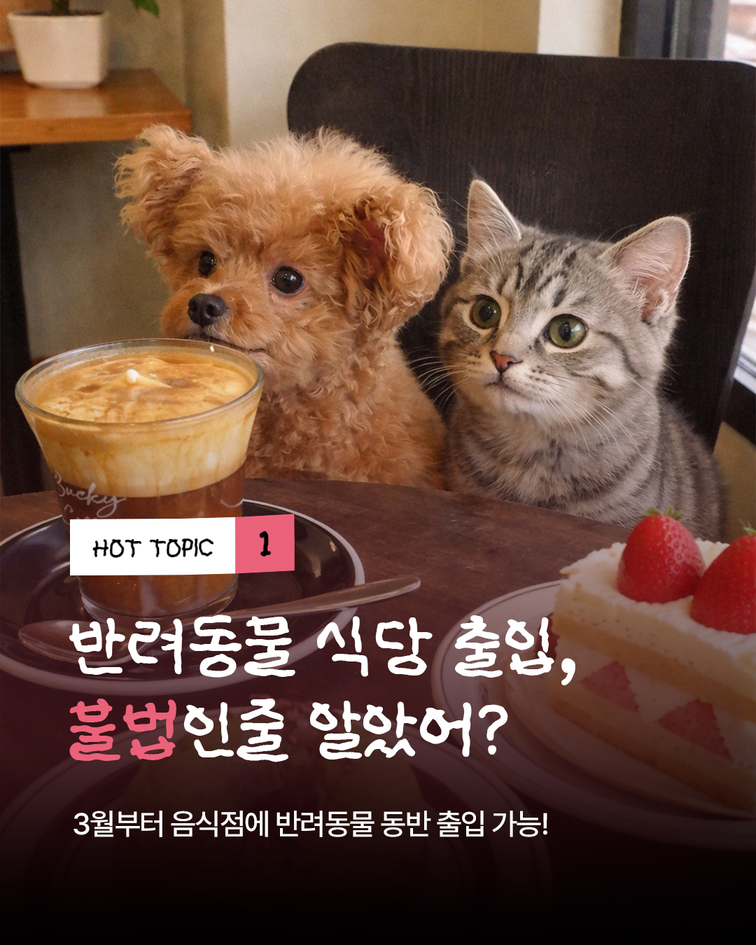 정글키친 Facebook ad: 반려동물 식당 출입 불법 아니었어…?