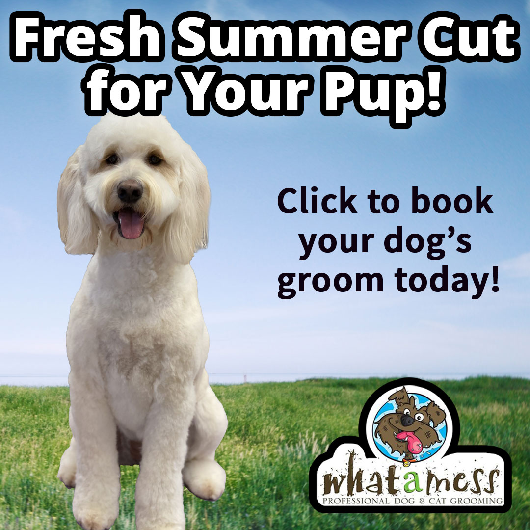 Whatamess Pet Grooming Facebook ad