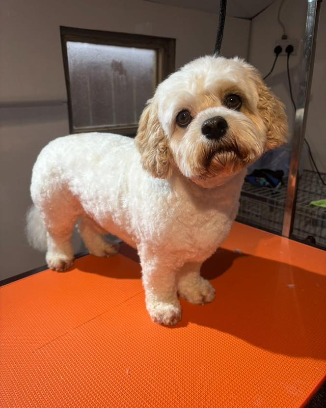 Lee Dog Training Facebook ad: The Scrub Club is getting busier!