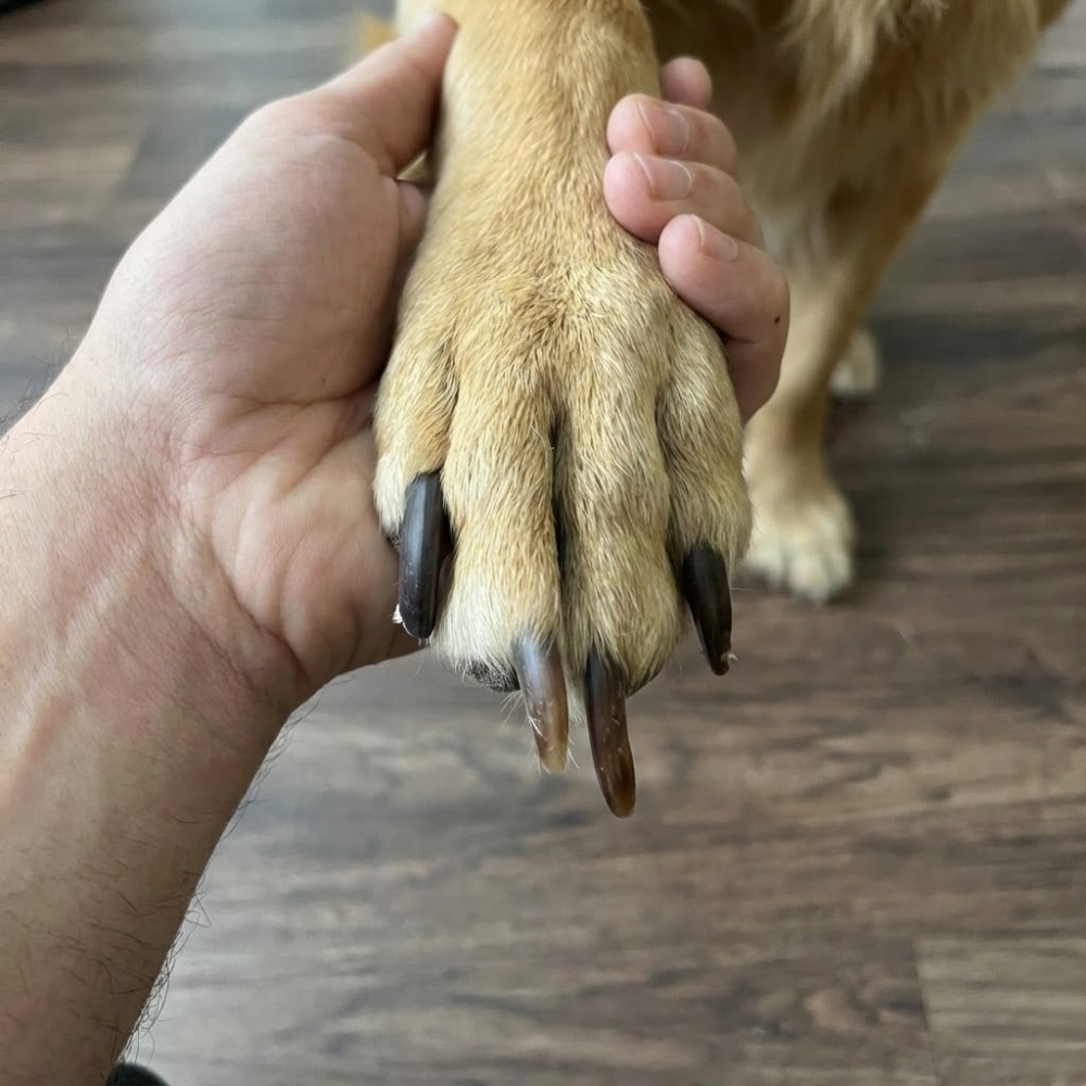 Pet Parent Confessions Facebook ad: Read if Your Dog Hates Nail Trims