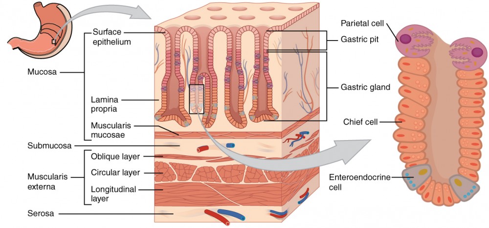 My Esophagus and Me Facebook ad