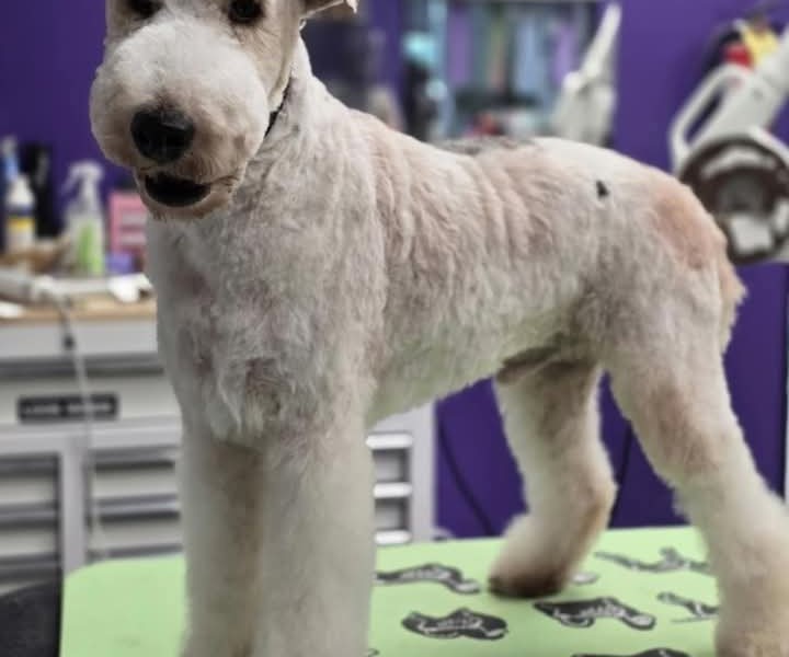 Allure Pet Salon Facebook ad