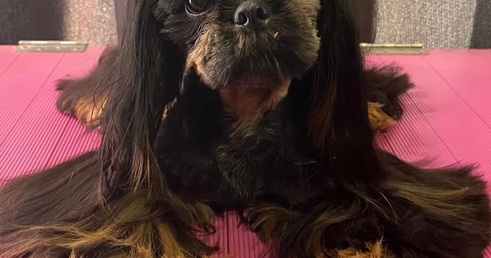 Mels pet grooming and dog training Facebook ad from Feb 3, 2023