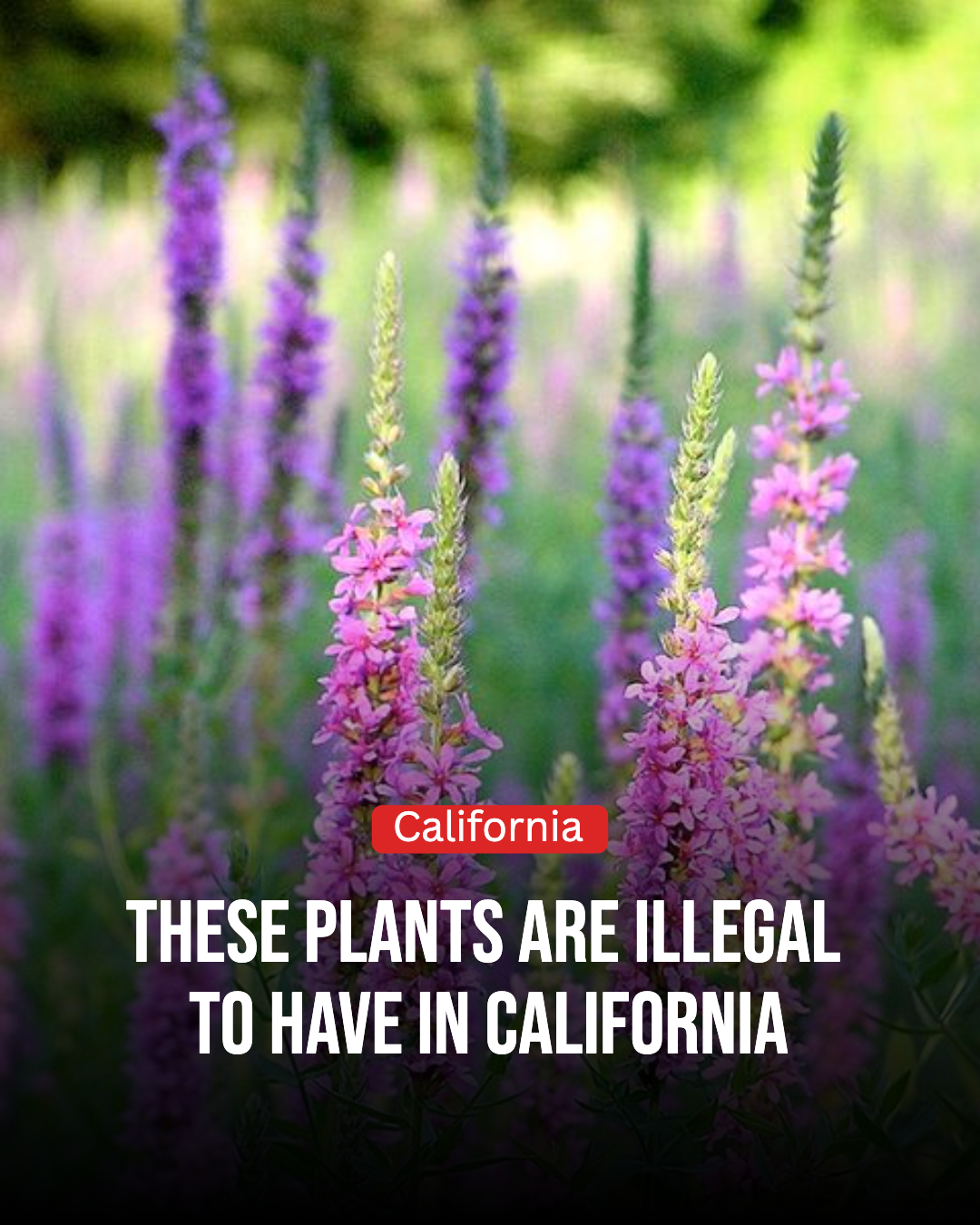 California Gardener Facebook ad: 10 Illegal Plants You Should Never Grow In California