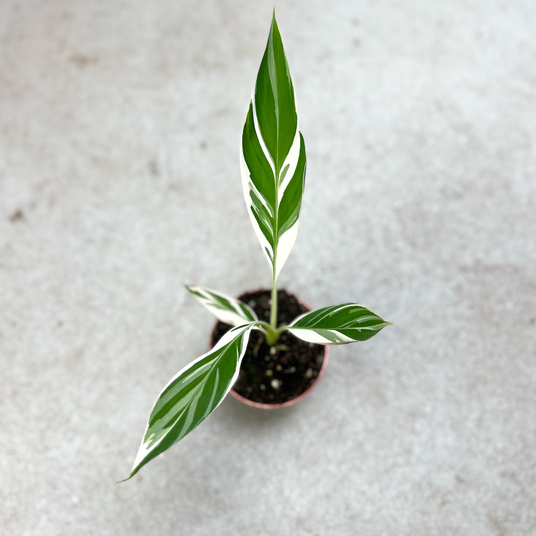 Downtown Plant Club Facebook ad: Deutschlands exklusivster Pflanzenshop!