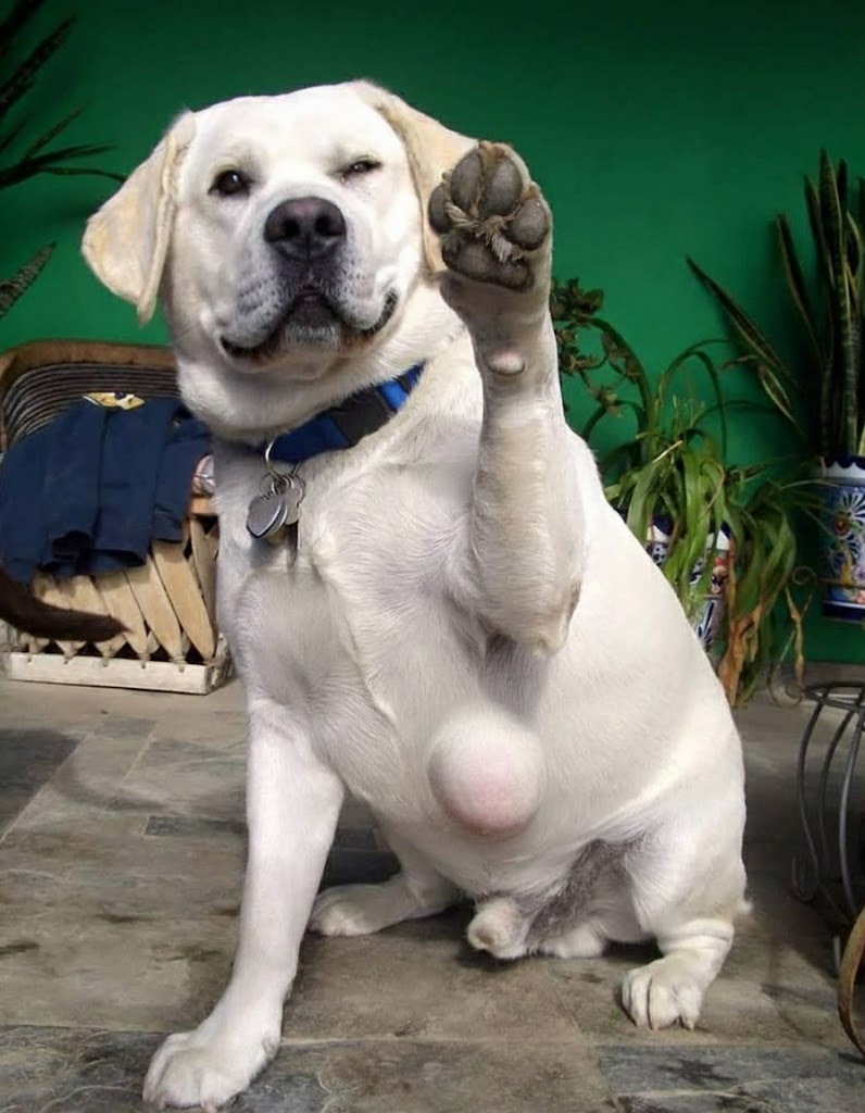 The Dog Parent's Guide Facebook ad