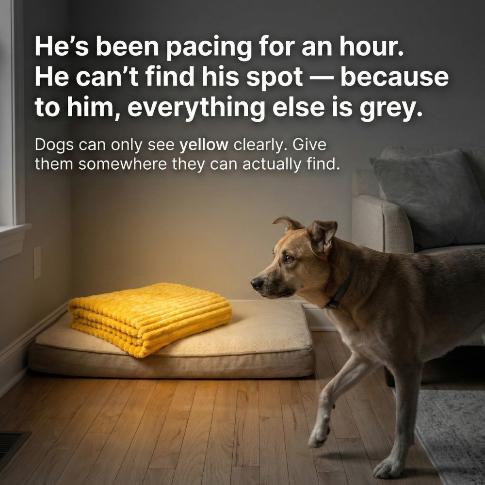 Dog is king Facebook ad