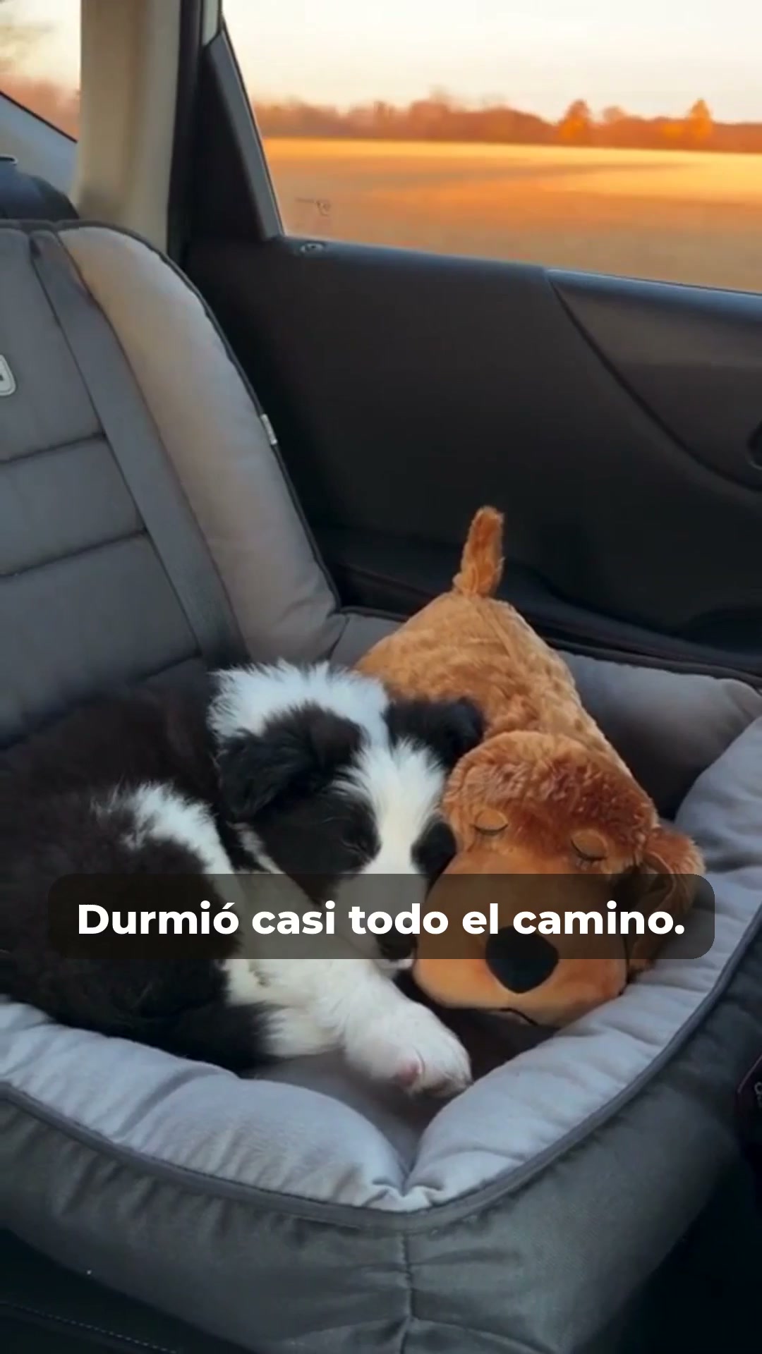 Petifo Facebook ad: Durmió casi todo el camino