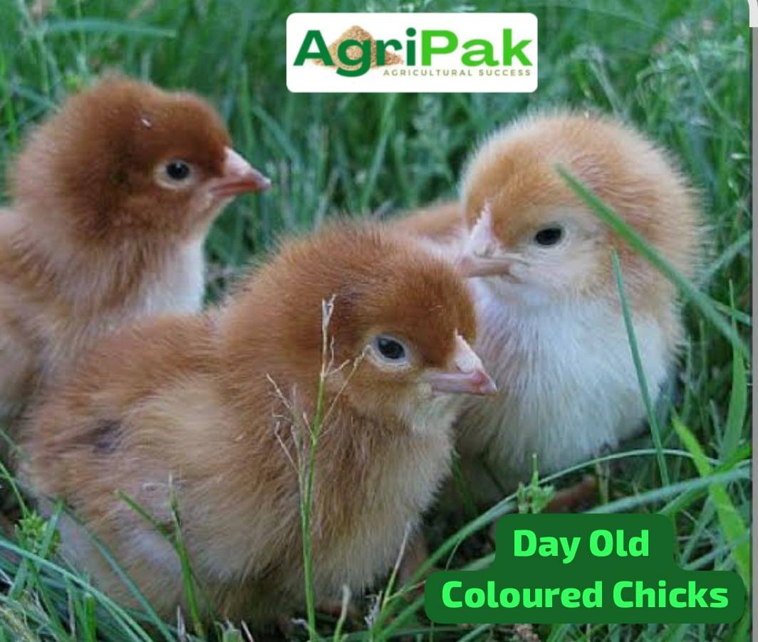 AgriPak Group SA Facebook ad: Ngqoqo Day Old Chicks Hens & Roosters