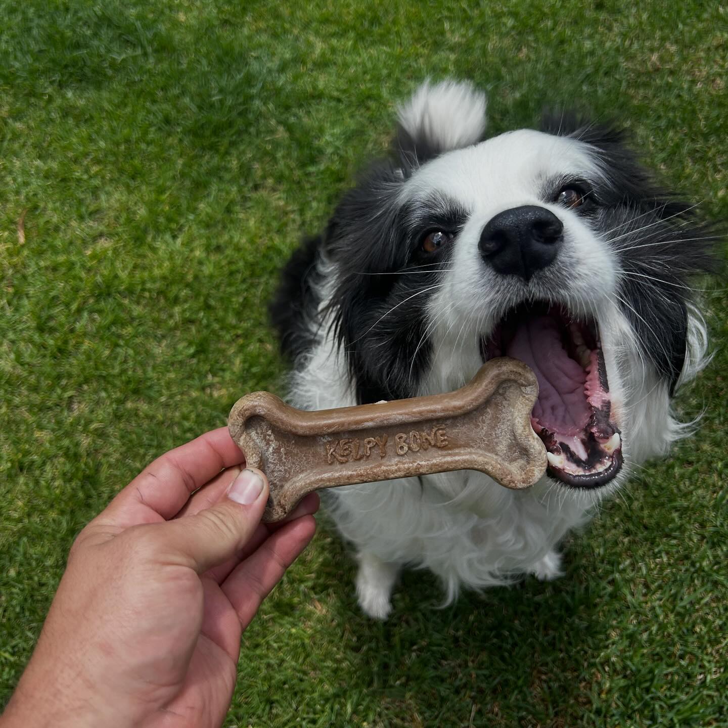 Pawfect pets and co  Facebook ad