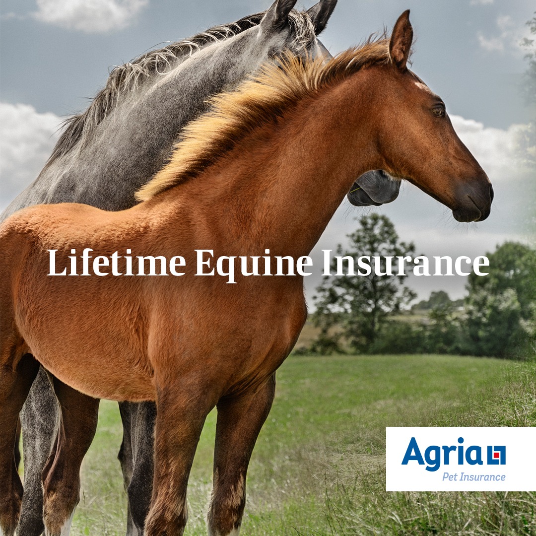 Agria Equine Insurance Facebook ad: Protect your horse year after year.