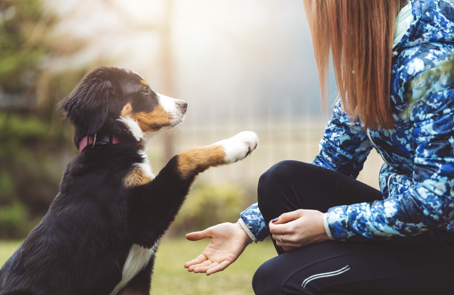 Champ's Dog House Facebook ad: 1:1 Puppy Training
