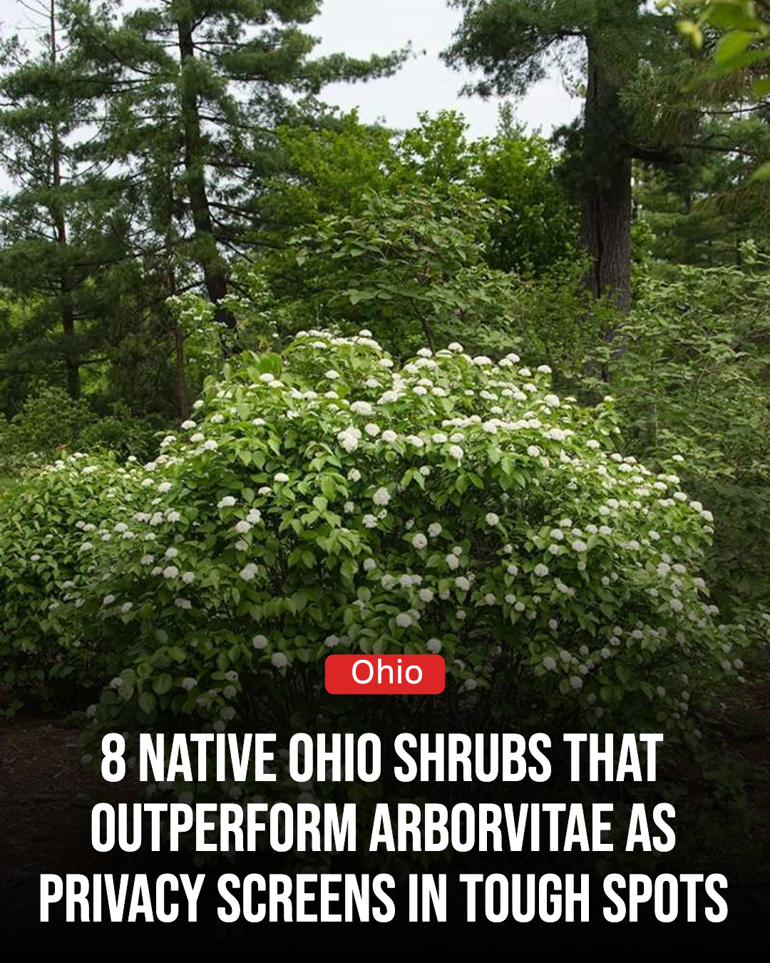 Ohio Gardener Facebook ad: 8 Native Ohio Shrubs That Outperform Arborvitae As Privacy…