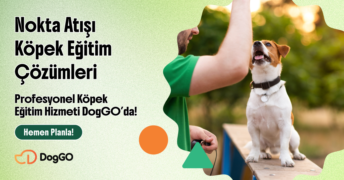 DogGO Facebook ad from Jun 9, 2026