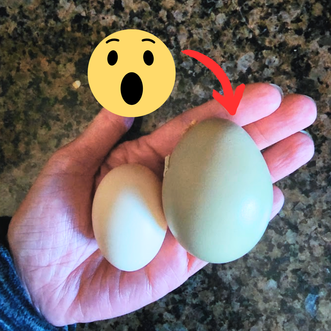 Buff Clucks Facebook ad