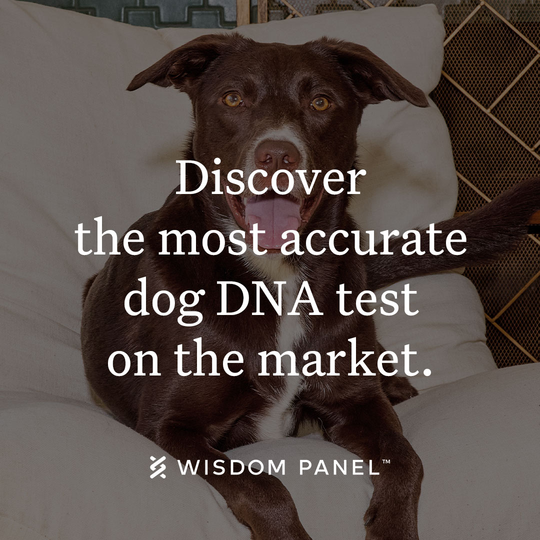 Wisdom Panel Facebook ad