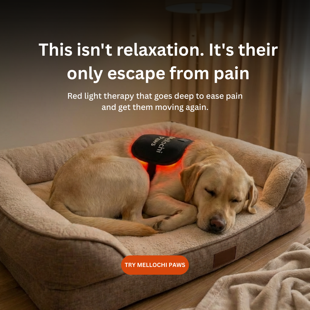 Mellochi Facebook ad: The Simple Treatment Giving Dogs Their Spark Back