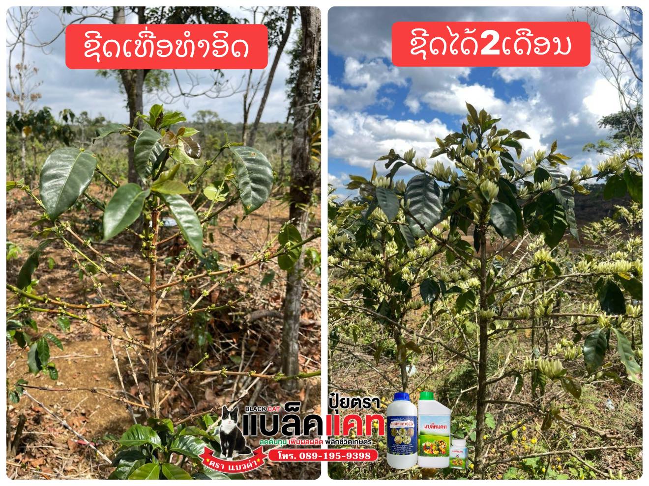 ปุ๋ยน้ำ ปุ๋ยทางใบ ธาตุอาหารเสริม ธาตุอาหารรอง ธาตุอาหารรวม แบล็คแคท Facebook ad