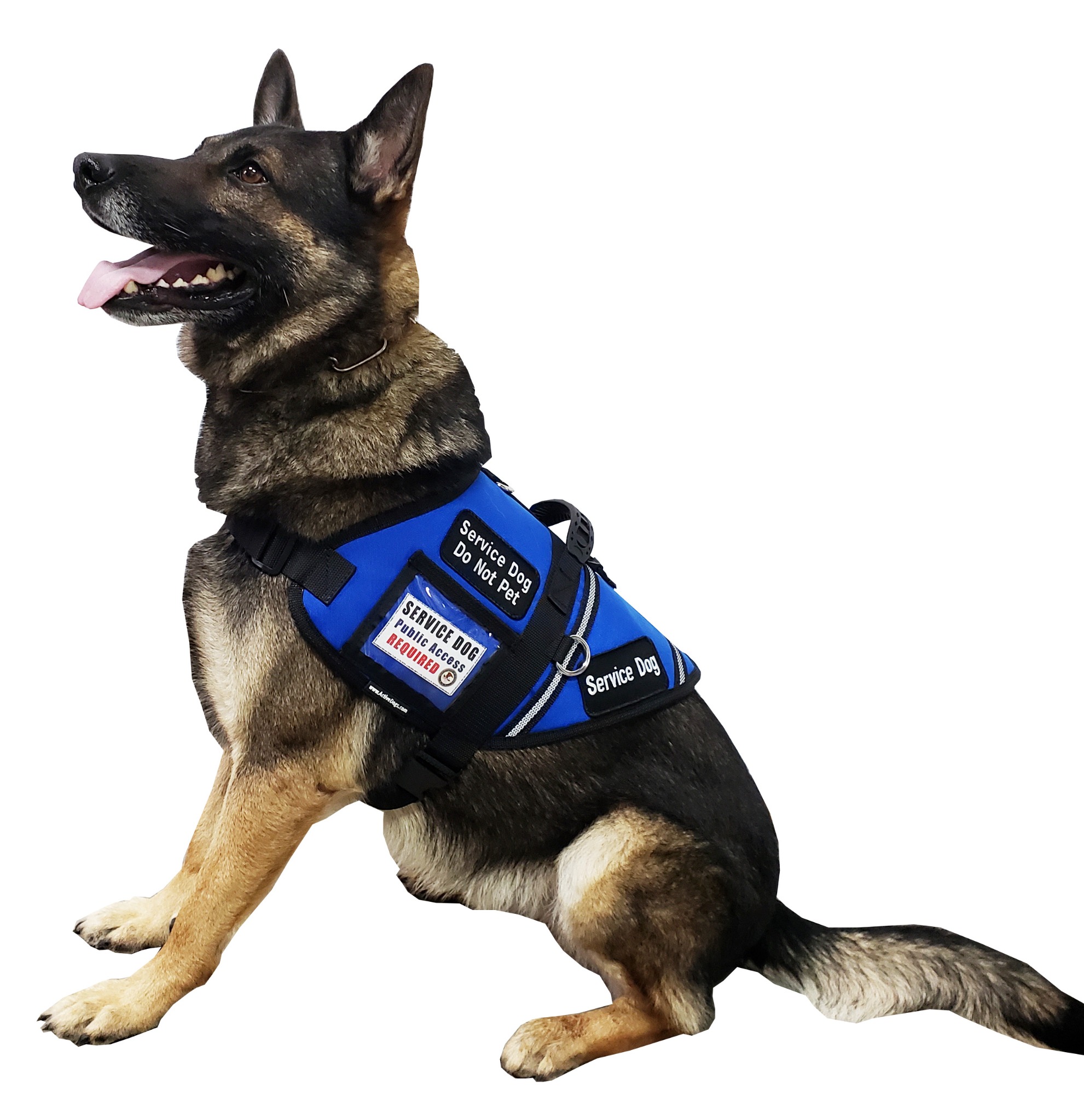 Activedogs.Com Facebook ad