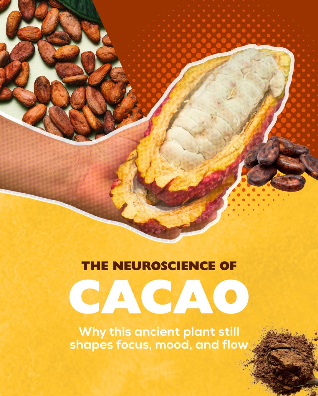 Evolving Apes Facebook ad: Most people think cacao = chocolate.