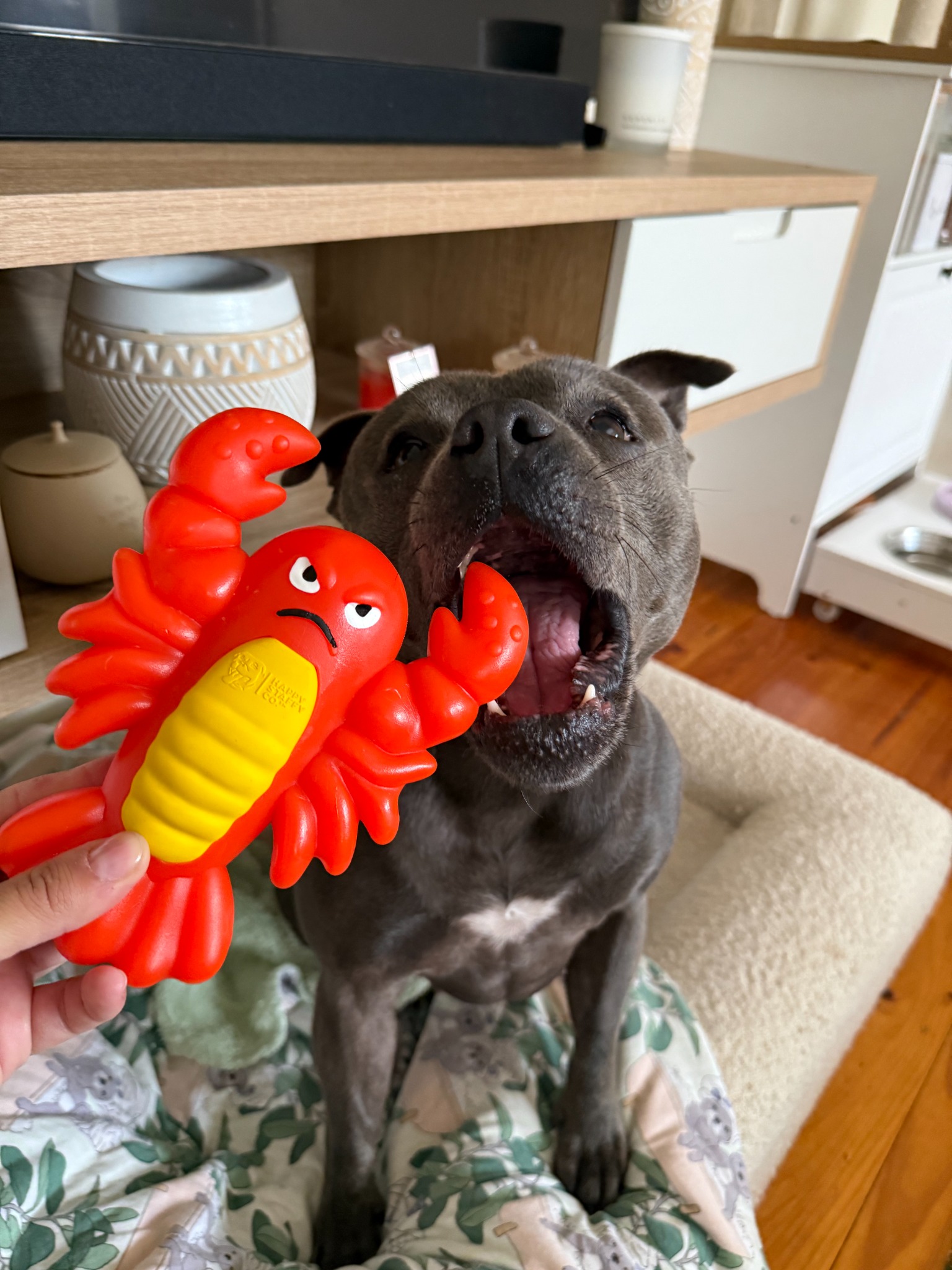 Nylah the blue Staffy  Facebook ad