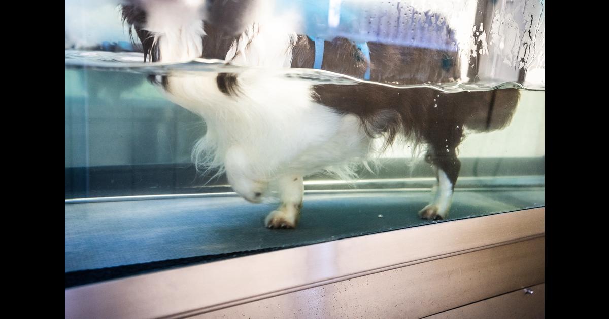 Pawsitive Relief Facebook ad: Has Your Dog Had Cruciate Ligament Surgery?